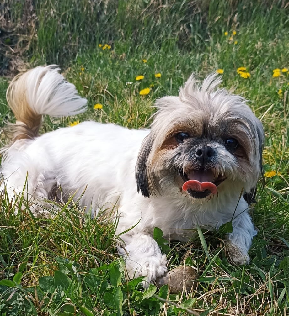 Moka, Shih Tzu che collabora agli Interventi Assistiti