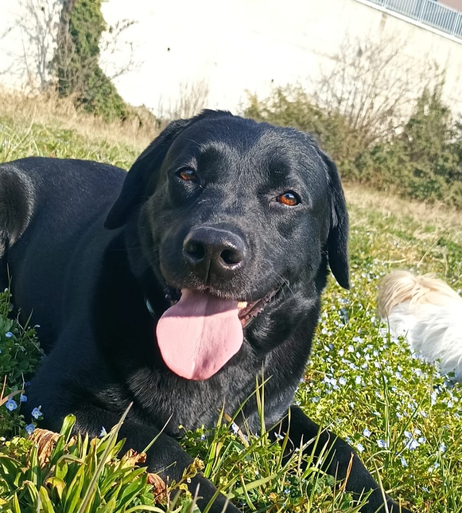 Noa, Labrador che collabora agli Interventi Assistiti