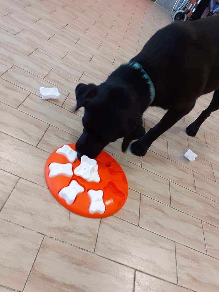 Progetto di Intervento Assistito con i Cani, foto 15